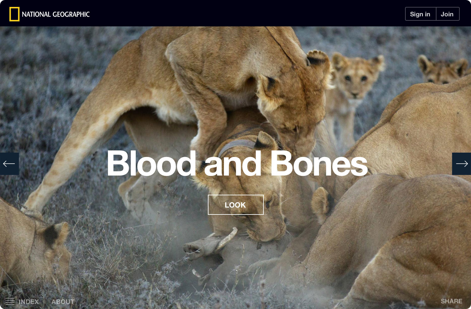 ng-serengeti-lion-blood-and-bones-noshadow