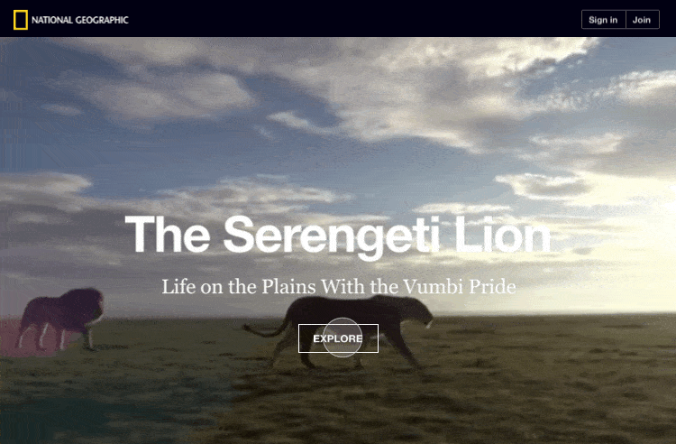serengeti-lion-rightward-min