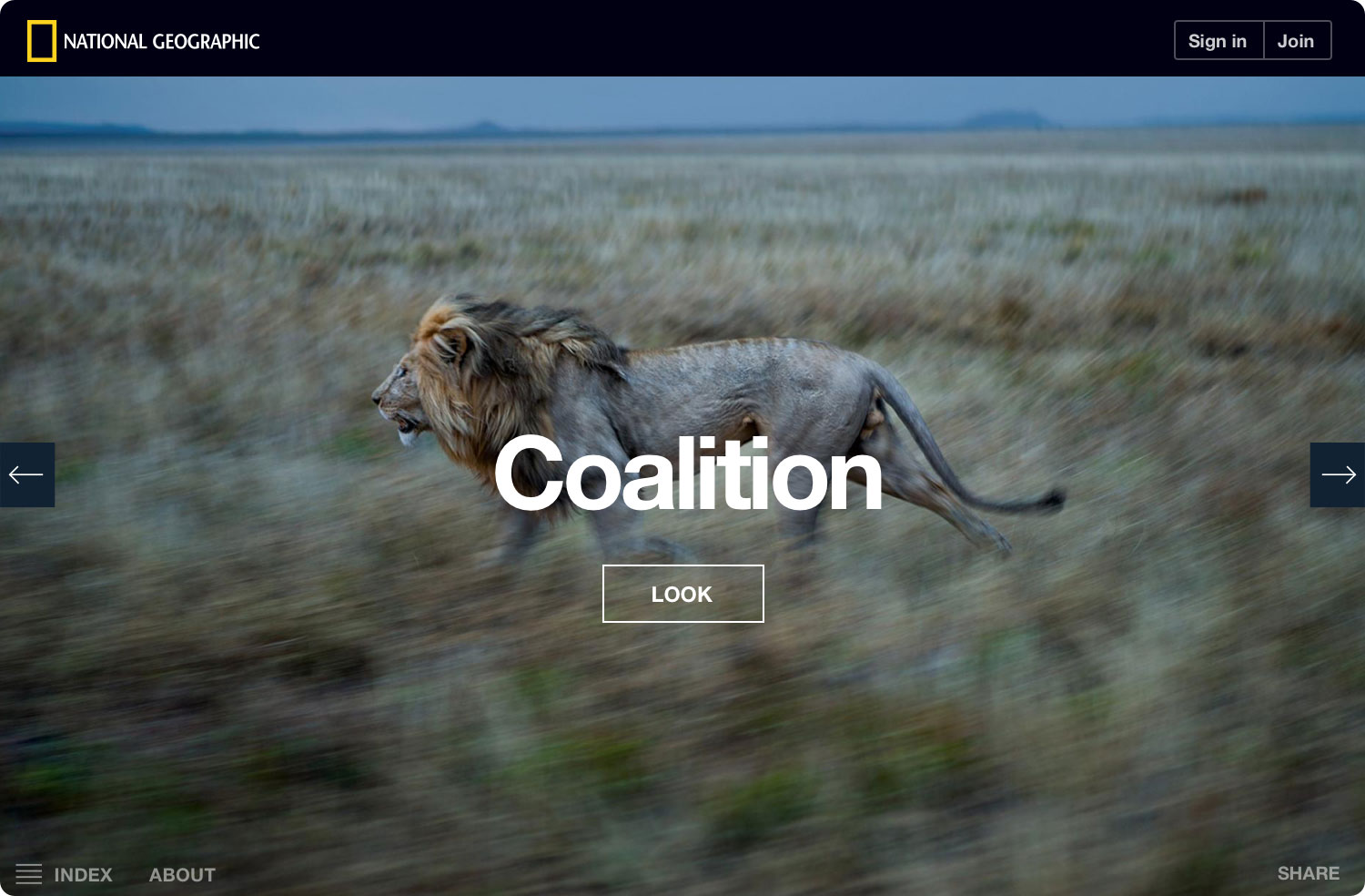 ng-serengeti-lion-coalition-noshadow