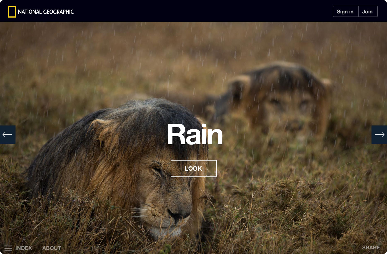 ng-serengeti-lion-rain-noshadow